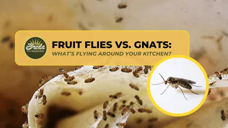 Close-up of fruit flies on decaying fruit with inset showing detailed gnats to compare kitchen pests.