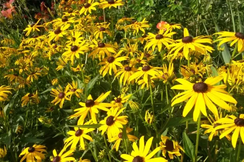 a close up of sunflowers