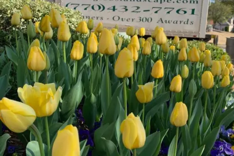 Vibrant yellow tulips and purple flowers in front of Gibbs Landscape Co. truck with company info in background.