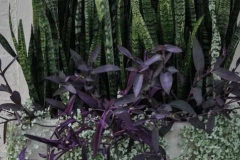 a dichondra plant
