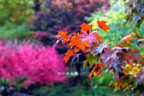 fall leaves on a tree