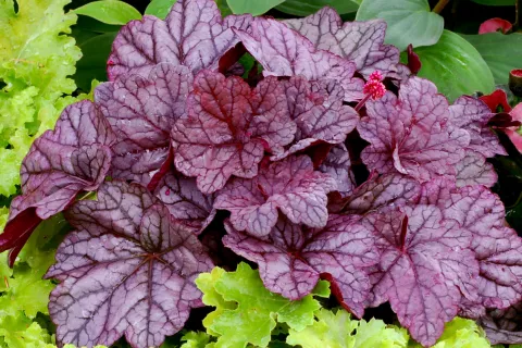 a close up of a flower