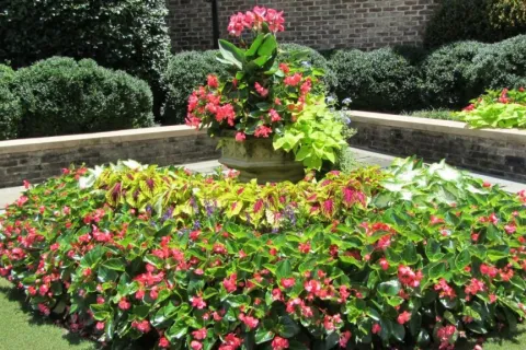 a close up of a flower garden