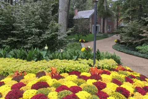 a colorful flower garden