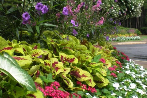 a large purple flower is in a garden