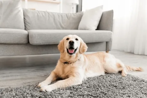 Happy golden retriever dog lying on a gray rug in a modern living room with a gray sofa in the background