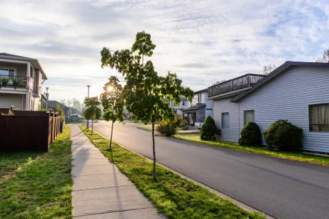 a sidewalk and trees next to a row of houses