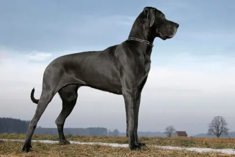 Large black Great Dane dog standing alert on grass with a cloudy sky and distant trees in the background.