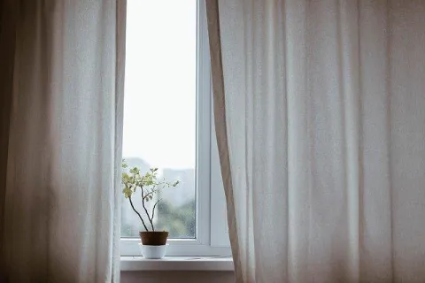 a plant in a pot by a window