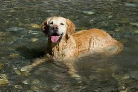 a dog swimming in water