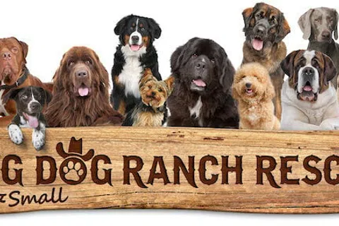 Various breeds of large and small dogs sitting behind a wooden sign reading Big Dog Ranch Rescue & Small