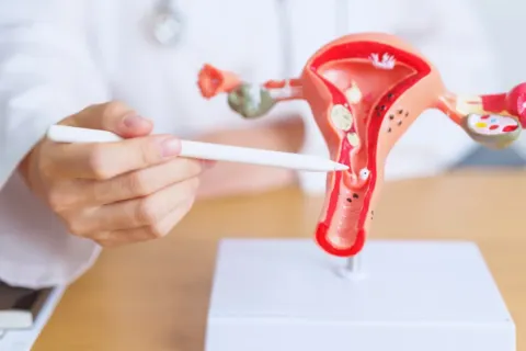 Doctor pointing to a detailed anatomical model of the female reproductive system with a white pen.
