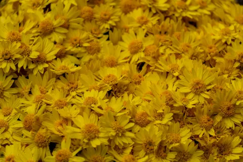 Close-up of vibrant yellow daisies densely packed, showcasing detailed petals and golden centers in natural light.