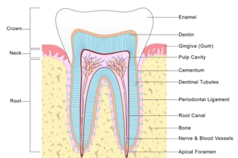 Detailed anatomy of a tooth, highlighting its key structures and functions.