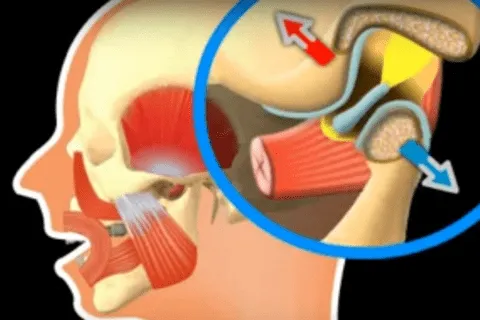 Illustration of the human head showing muscle function and airflow in the throat for breathing.