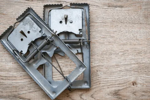 How Do You Get Rid of Pests Fast?