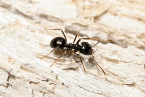 What is the Number One Household Pest?