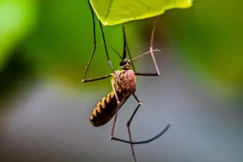 Close-up of a mosquito hanging upside down from a green leaf with blurred background.