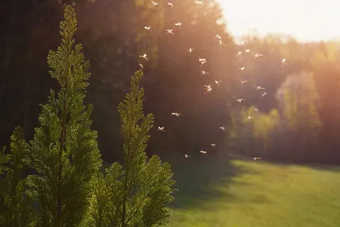 Green pine branches with sunlight and a swarm of small flying insects in a sunlit forest clearing.