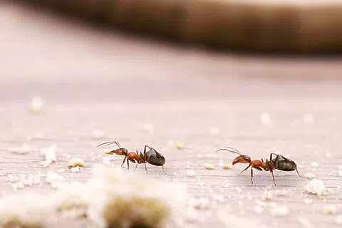 Two ants walking on a wooden surface surrounded by small crumbs and blurred background.