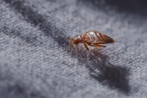 Close-up of a bed bug crawling on textured fabric casting a clear shadow under bright light