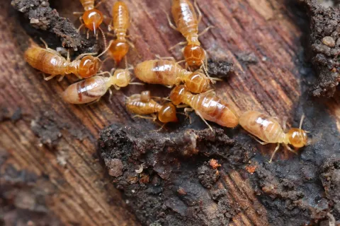 Close-up of termites on wood, showcasing their yellow-brown bodies and natural habitat.