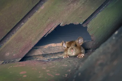 Brown mouse peeking through a gap in weathered wooden boards with green moss and decay.