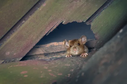 Brown mouse peeking through a gap in weathered wooden boards with green moss and decay.