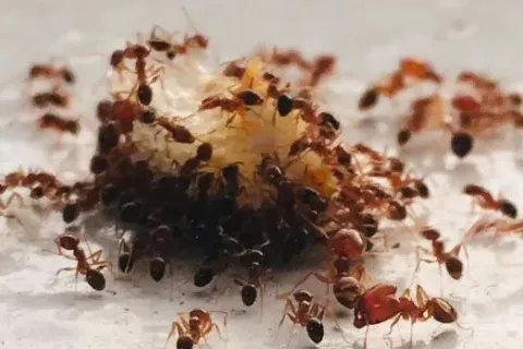 Close-up of red ants swarming a food crumb on a white surface, showcasing their activity and teamwork.