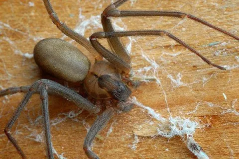 Centerton’s Complete Guide To Brown Recluse Spiders
