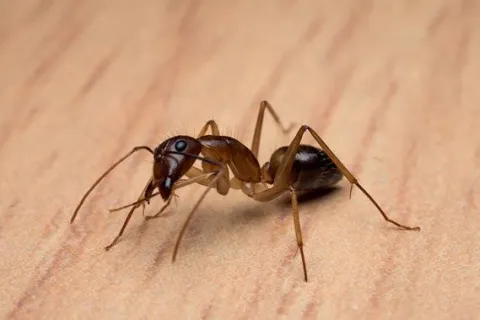 A Q&A With Alder Pest Control About Cold Weather Pests