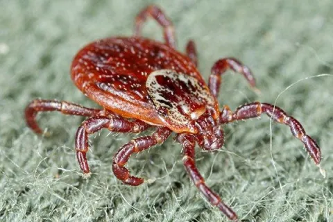 Four Easy Yet Effective Tick Prevention Tips For Centerton Property Owners