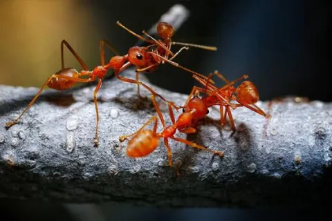Do More Bugs Come Out After Pest Control?