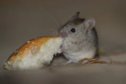 What Everyone In Centerton Should Know About The Dangers Of Mice
