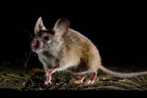 Six Easy Tricks To Keep Rodents Out Of Your Centerton Home