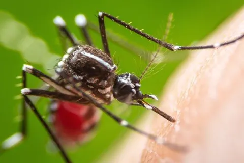 Is Paying For Pest Control Worth It?