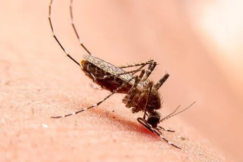 What Smells Do Mosquitoes In Centerton Hate?