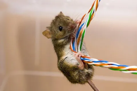 How To Clean Rodent Droppings Before Your Rat Exterminator Arrives
