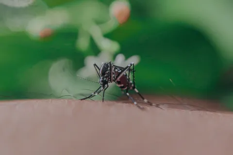 Keeping Kids Safe From Mosquitoes In Bentonville, AR