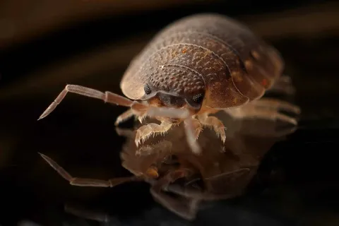 What Is The Hardest Pest To Get Rid Of?
