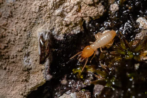 Termite Swarm Season in Alabama: What Homeowners Should Watch for This Spring