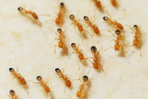 My House Is Clean! Why Do I Have Bugs!?