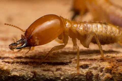 Centerton’s Complete Guide to Termite Season