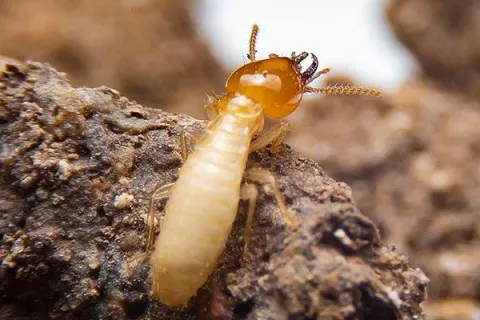 Do I Have Termites?