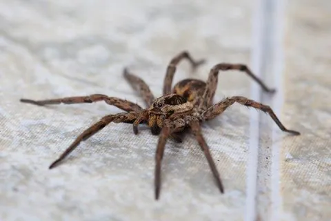 Centerton’s Eye-Opening Guide To Effective Spider Control