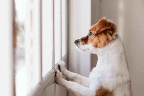 a dog leaning against a window