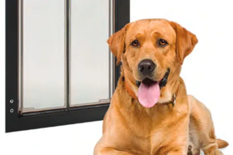 a dog with its tongue out