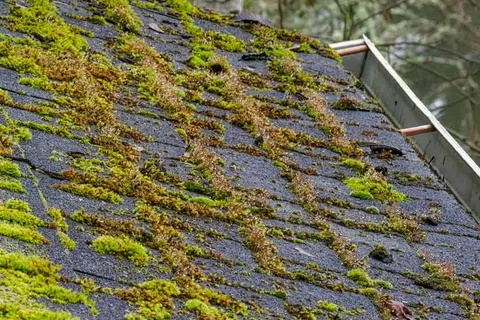 Close-up of a roof with shingles covered in green and brown moss and a visible gutter on the side