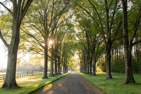 Sunlight filtering through tall trees lining a paved country road with green grass on both sides