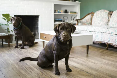 Two chocolate Labrador dogs sitting on wood flooring in a cozy living room with a white fireplace and floral sofa.